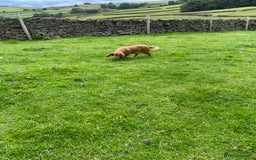 Cocker Spaniel dogs for sale: KC registered health tested adult bitch  - Image 5