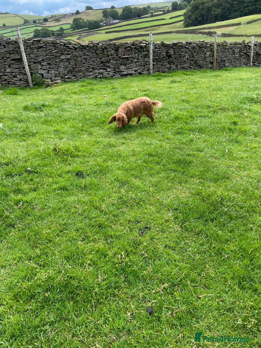 Cocker Spaniel dogs for sale: KC registered health tested adult bitch  - Image 5