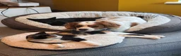 Mixed Breed cats for sale: Gorgeous Calico and Ginger kittens in Eastleigh - Advert 13