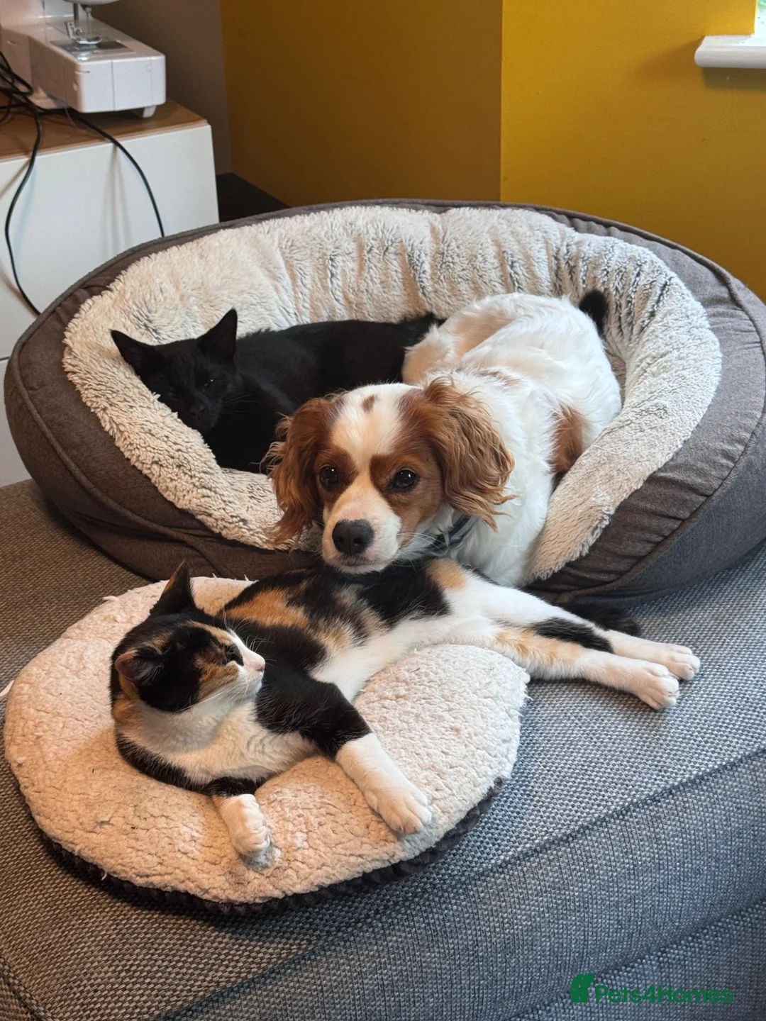 Mixed Breed cats for sale: Gorgeous Calico and Ginger kittens in Eastleigh - Advert 13