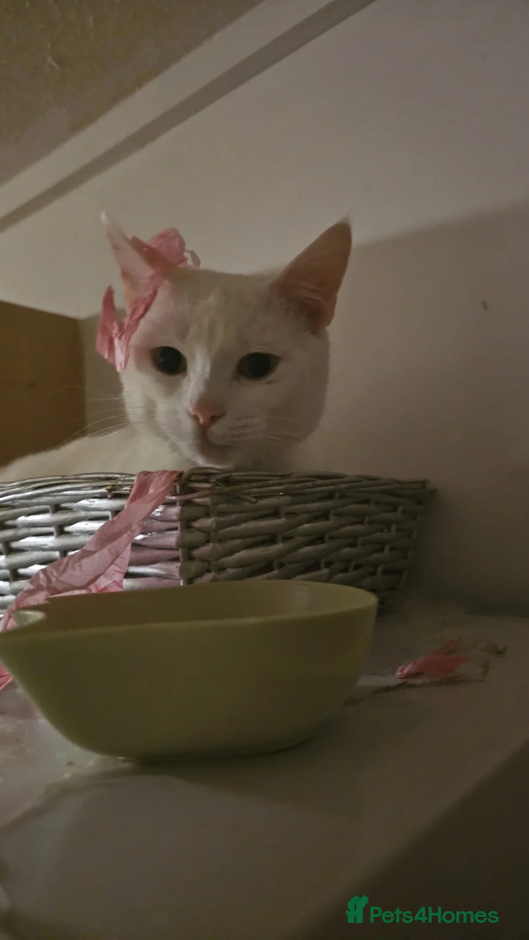 Mixed Breed cats for sale: MISTY - Advert 2