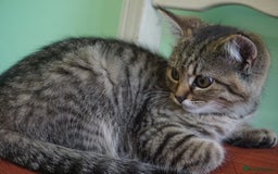 Persian cats for sale: ADORABLE RUSSIAN BLUE X PERSIAN KITTENS - Image 25