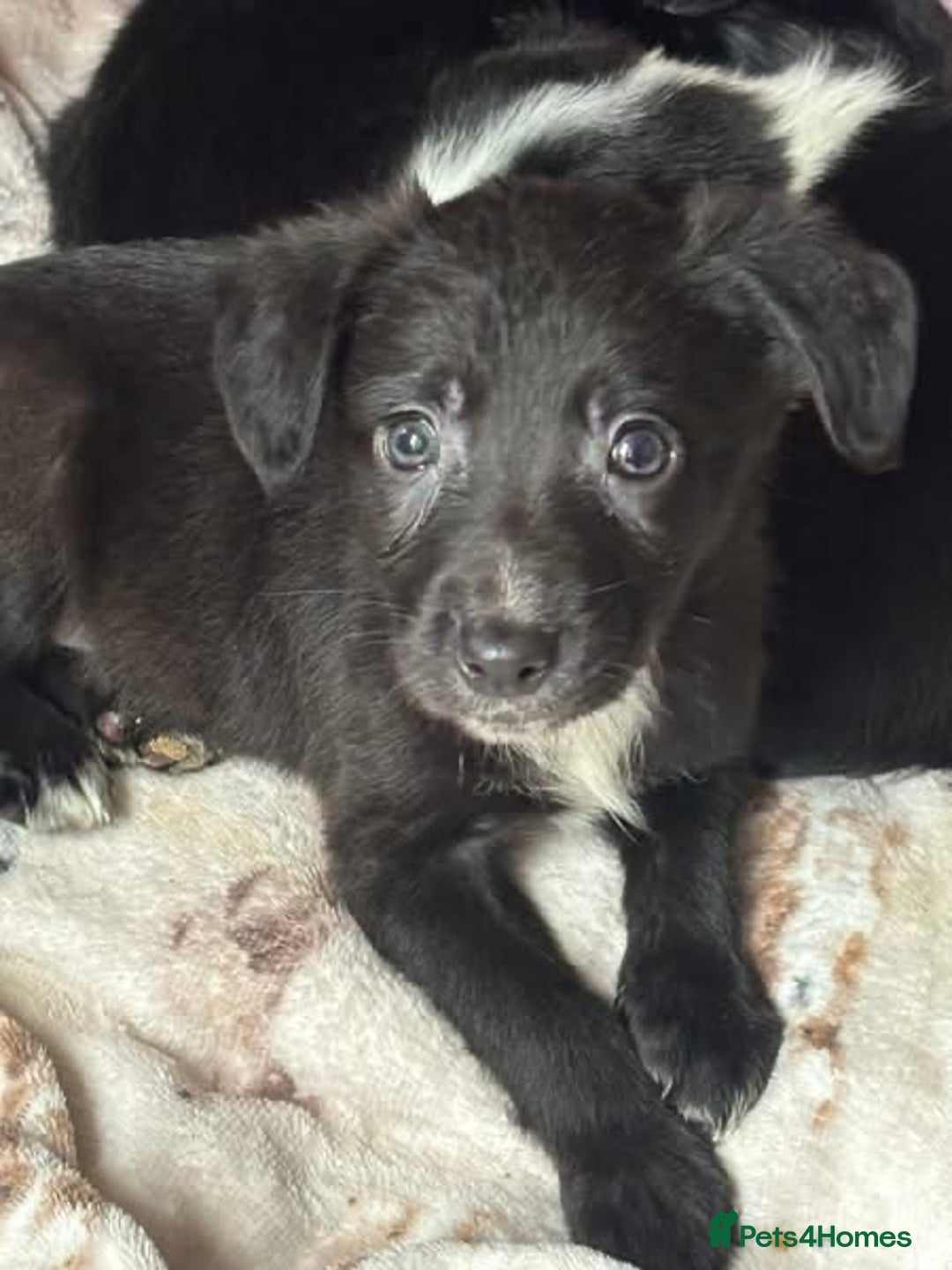 Mixed Breed dogs for sale: Cocker x collie - Advert 6