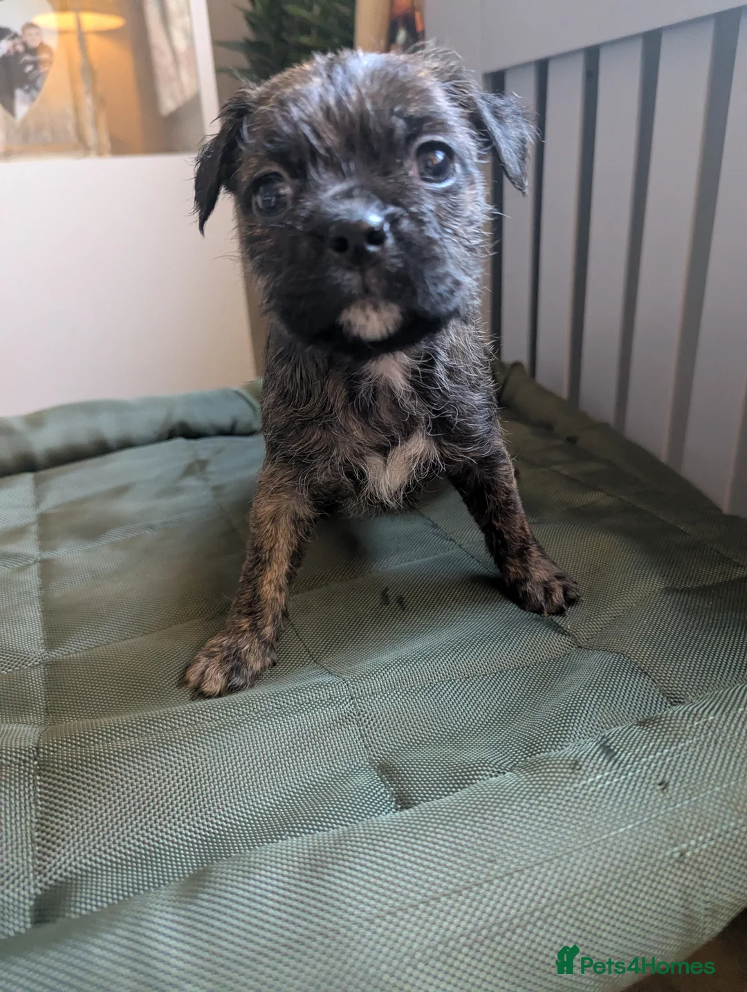 Boston Terrier dogs for sale: Boston X  - Advert 21