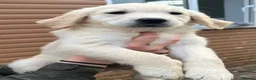 Golden Retriever dogs for sale: Kc reg golden retrievers  - Advert 7