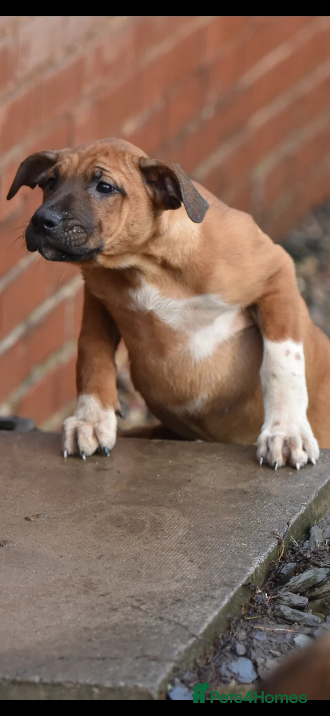 Mixed Breed dogs for sale: Reduced bullherders proven lines  - Advert 21