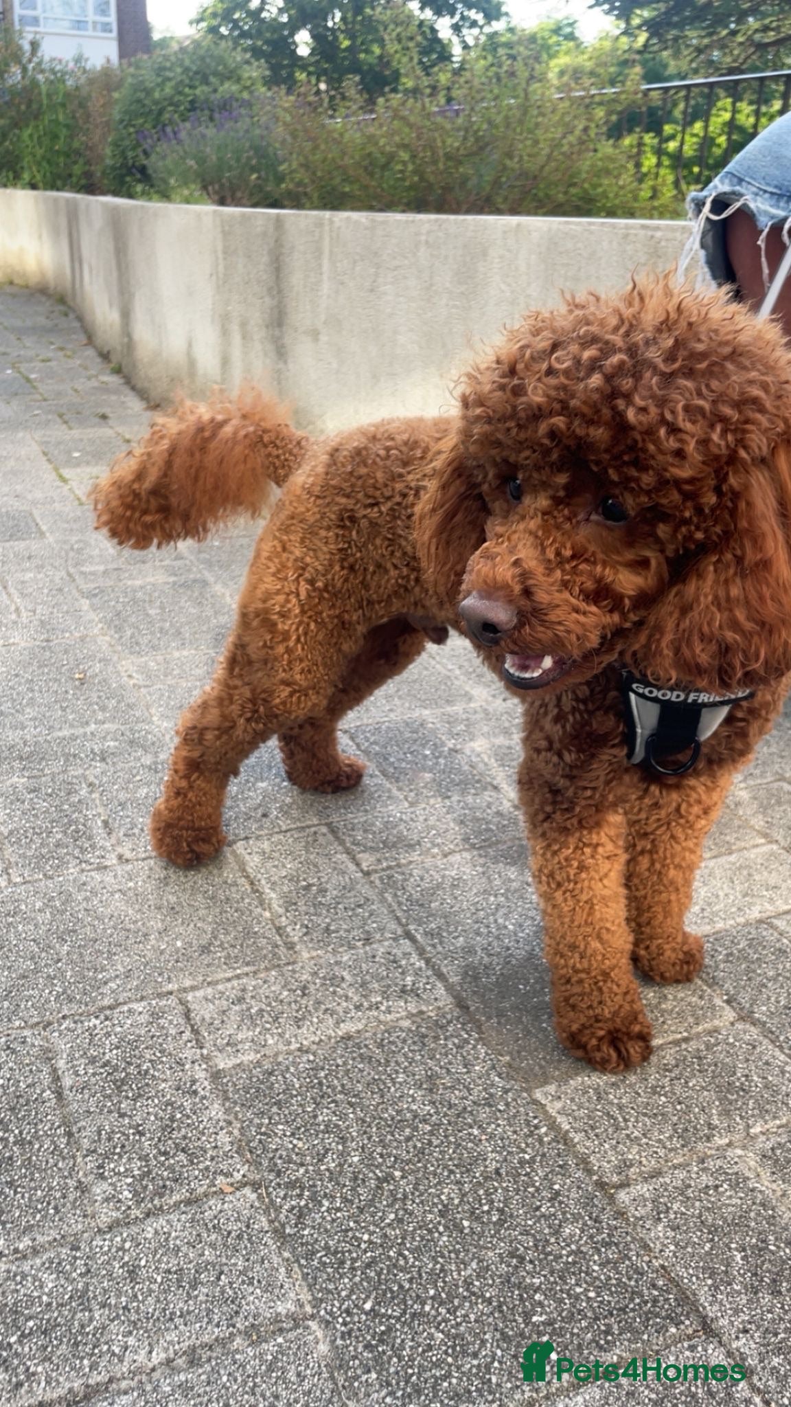 Miniature Poodle dogs Teddy  KC registered DNA checked miniature poodle  - Advert 5