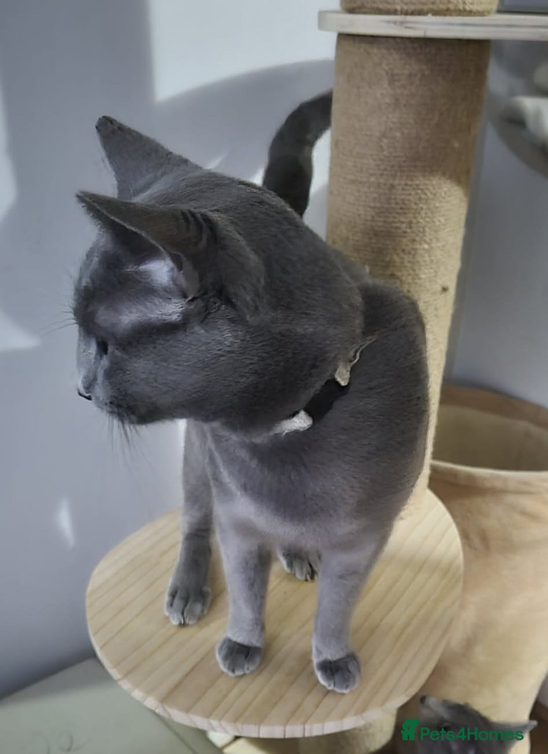 Russian Blue cats for sale: Russian Blue boy for rehoming  - Advert 4