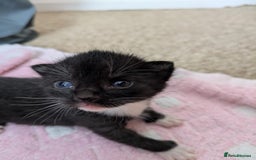 Mixed Breed cats for sale: Kittens  - Image 5
