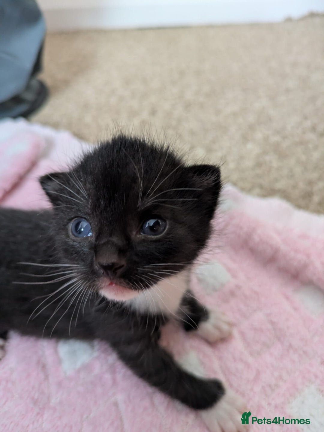 Mixed Breed cats for sale: Kittens  - Image 5
