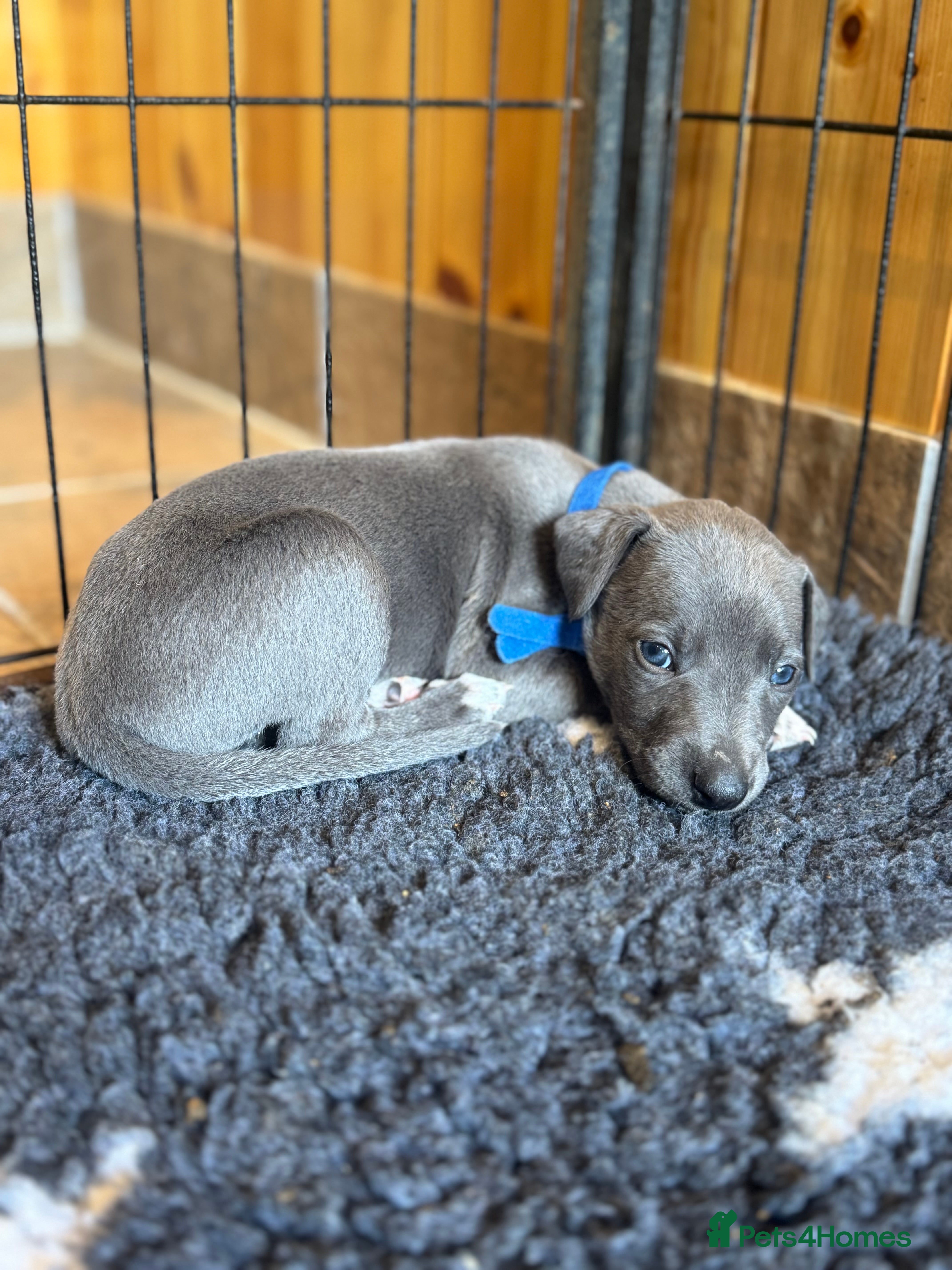 Whippet dogs Whippet puppies for sale  - Advert 2