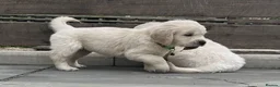 Golden Retriever dogs for sale: KC Registered Vet Health Checked Puppies - Advert 23