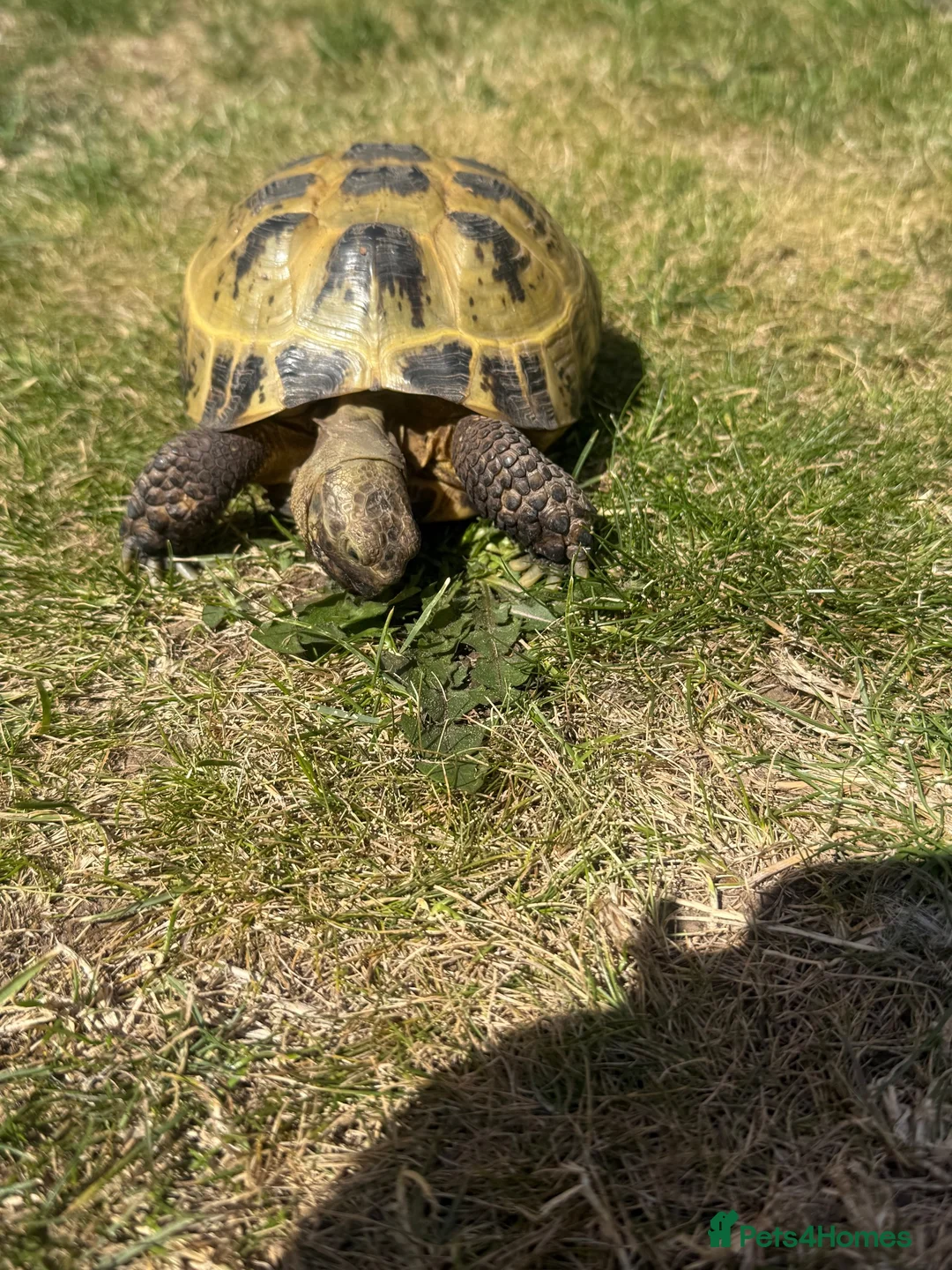 Tortoise reptiles for sale: Tortoise for sale  - Advert 2