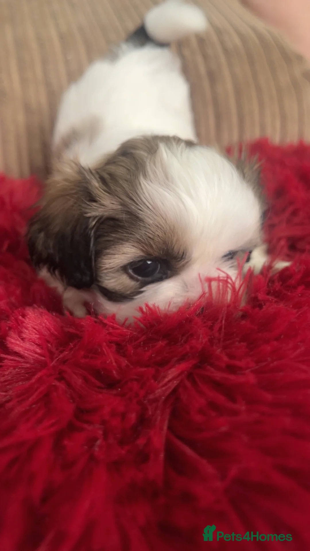 Shih Tzu dogs for sale: Beautiful litter of puppy’s  - Advert 17