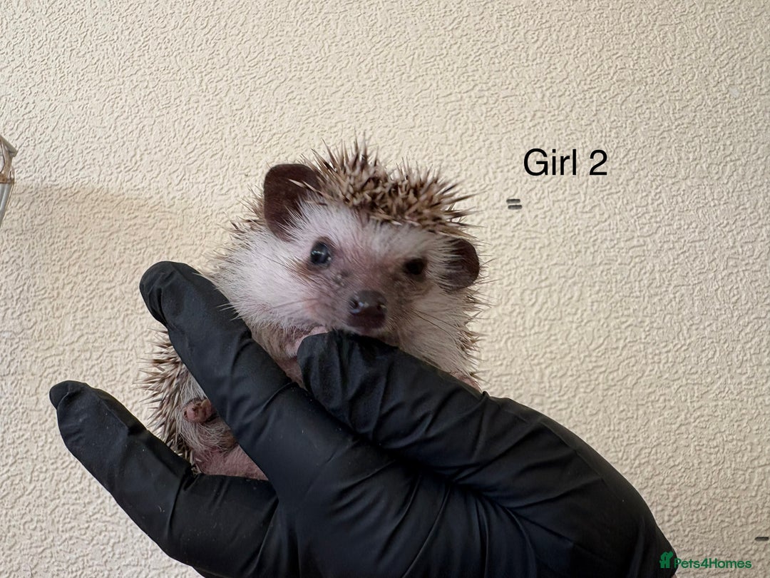 Pygmy Hedgehog rodents for sale: African Pygmy baby hedgehogs for sale  - Advert 3