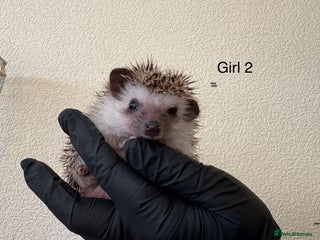 Pygmy Hedgehog rodents African Pygmy baby hedgehogs for sale - Advert 13
