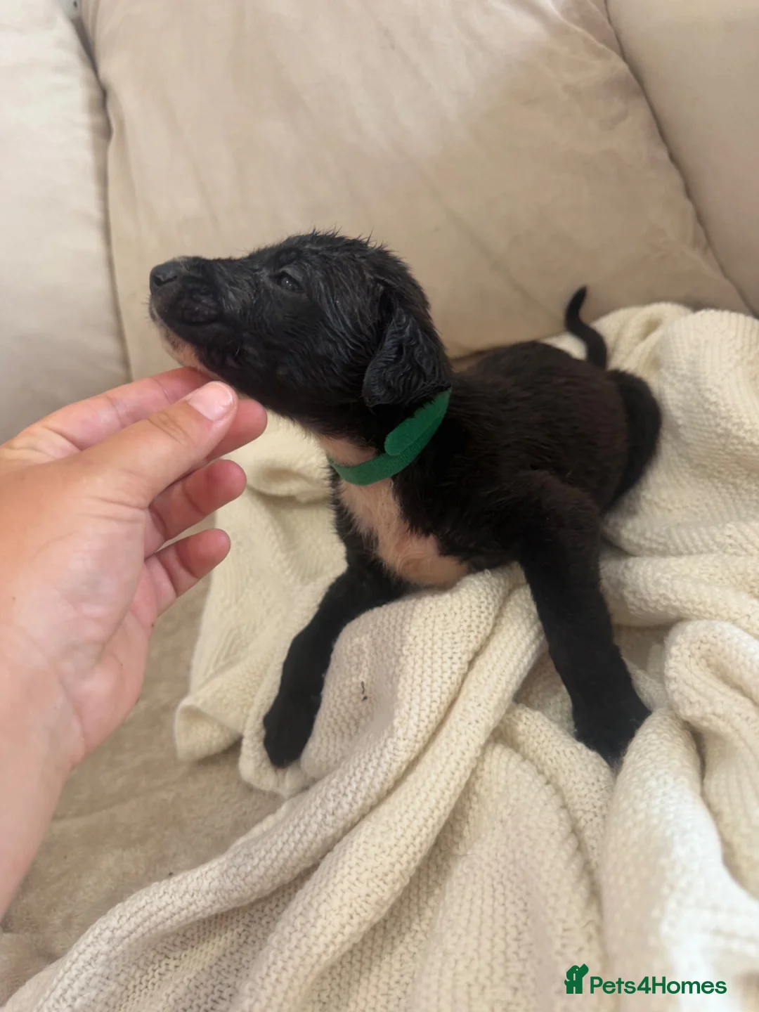 Mixed Breed dogs for sale: Bull hound puppies in London - Advert 2