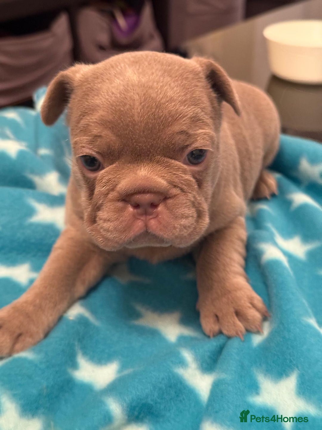 French Bulldog dogs for sale: Adorable French Bulldog Puppies for Sale 🐾 - Advert 18
