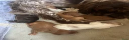 Cocker Spaniel dogs for stud: Proven Working Red Cocker Spaniel STUD - Advert 4