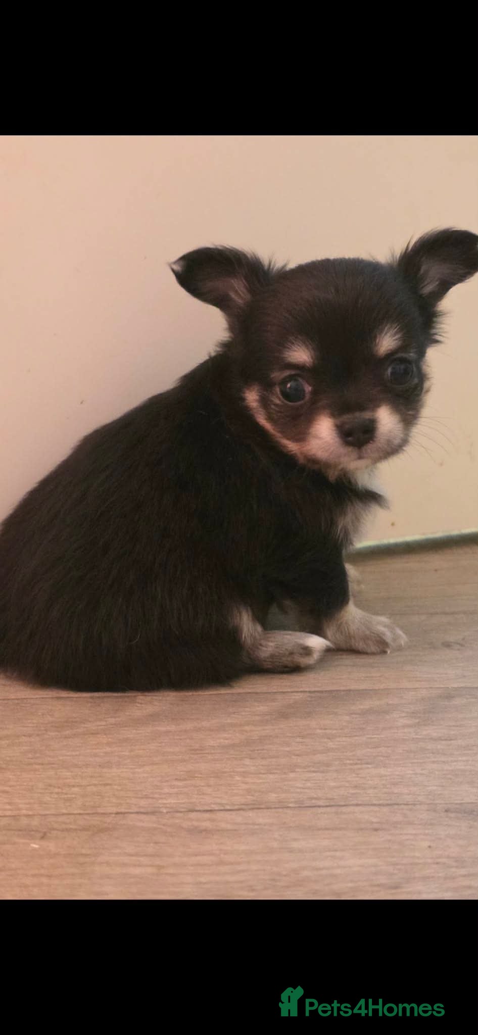 Chihuahua dogs Stunning tiny toy chihuahua puppy’s  - Advert 2