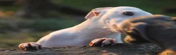 Italian Greyhound dogs for stud: Cream Italian Greyhound for Stud KC Registered - Advert 4