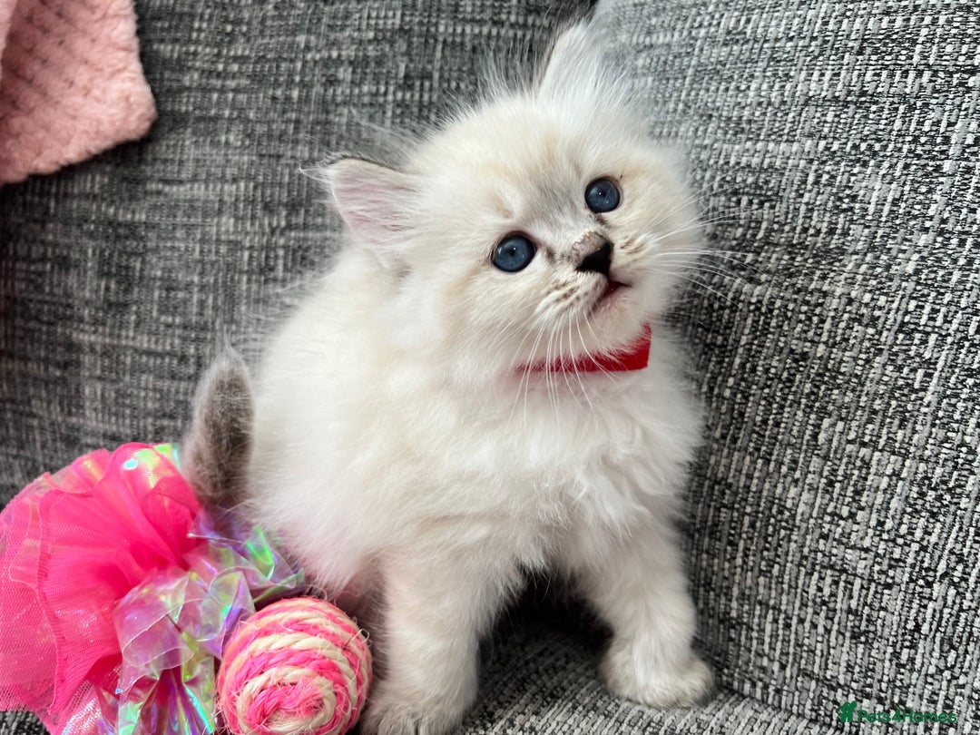 Siberian cats for sale: 🩵🩵Stunning Siberian Neva Masquerade Babies🩵🩵 - Image 20