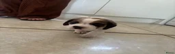 Beagle dogs for sale: Stunning Beagle puppies  - Advert 22