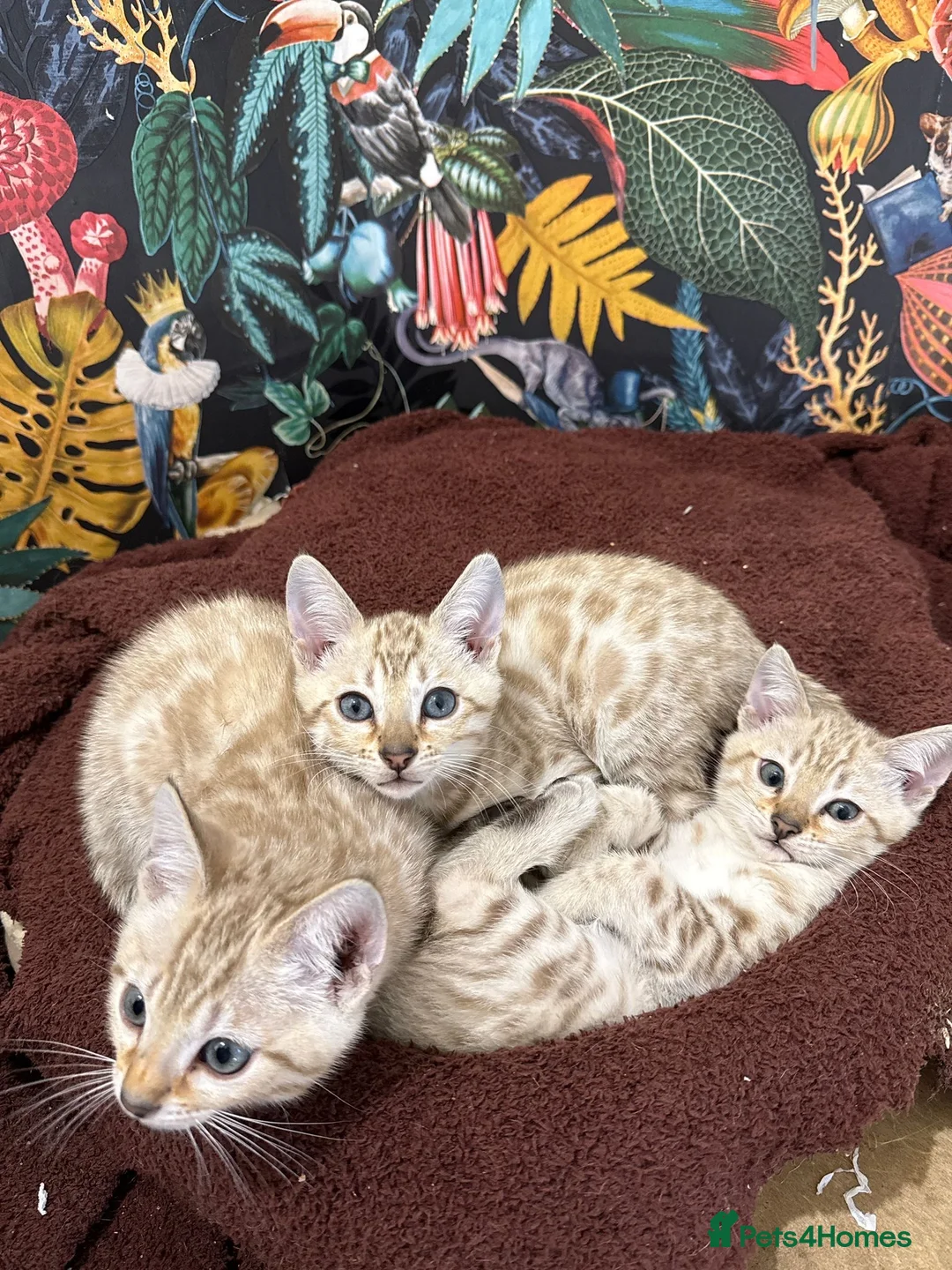 Bengal cats for sale: TICA Registered Bengals - Advert 22