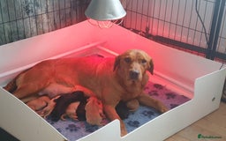 Labrador Retriever dogs for sale: 🌟🌟2 girls left black and yellow🌟🌟 - Image 2