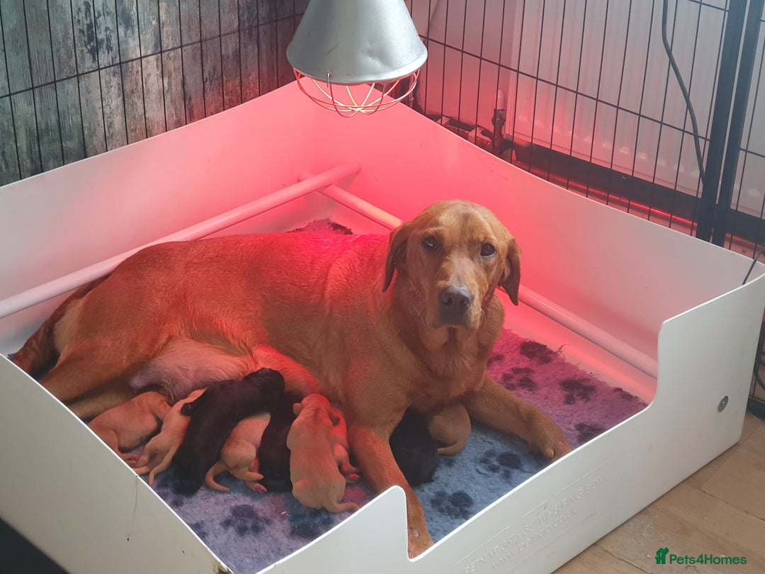 Labrador Retriever dogs for sale: 🌟🌟2 girls left black and yellow🌟🌟 - Image 2