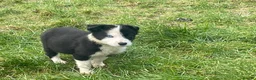 Border Collie dogs for sale: Beautiful litter of collie pups - Advert 10