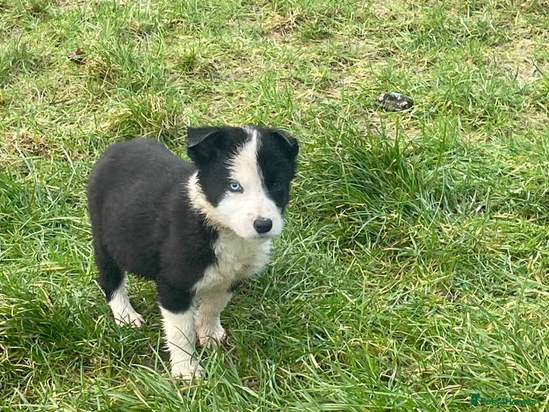 Border Collie dogs for sale: Beautiful litter of collie pups - Advert 10