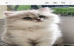 Persian cats for sale:  Boy and Girl pair to go together - Image 2