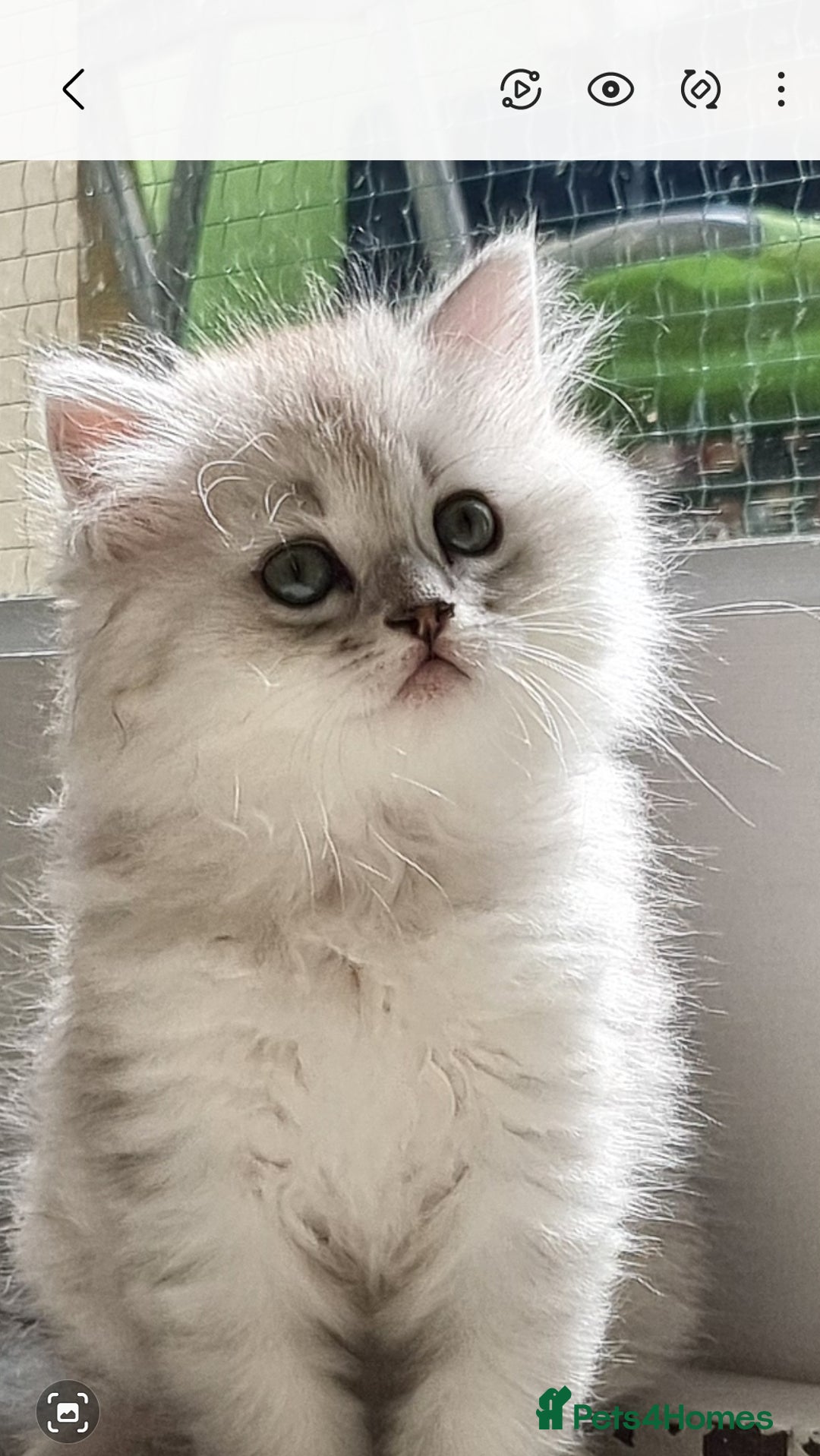 Persian cats for sale:  Boy and Girl pair to go together - Image 2