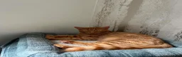 Mixed Breed cats for sale: 2 ginger 5 month old kittens ( bonded ) - Advert 3