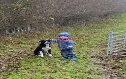 Border Collie dogs for sale: Border collie puppies  - Image 6