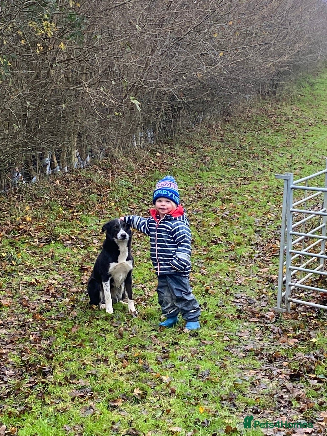 Border Collie dogs for sale: Border collie puppies  - Image 6