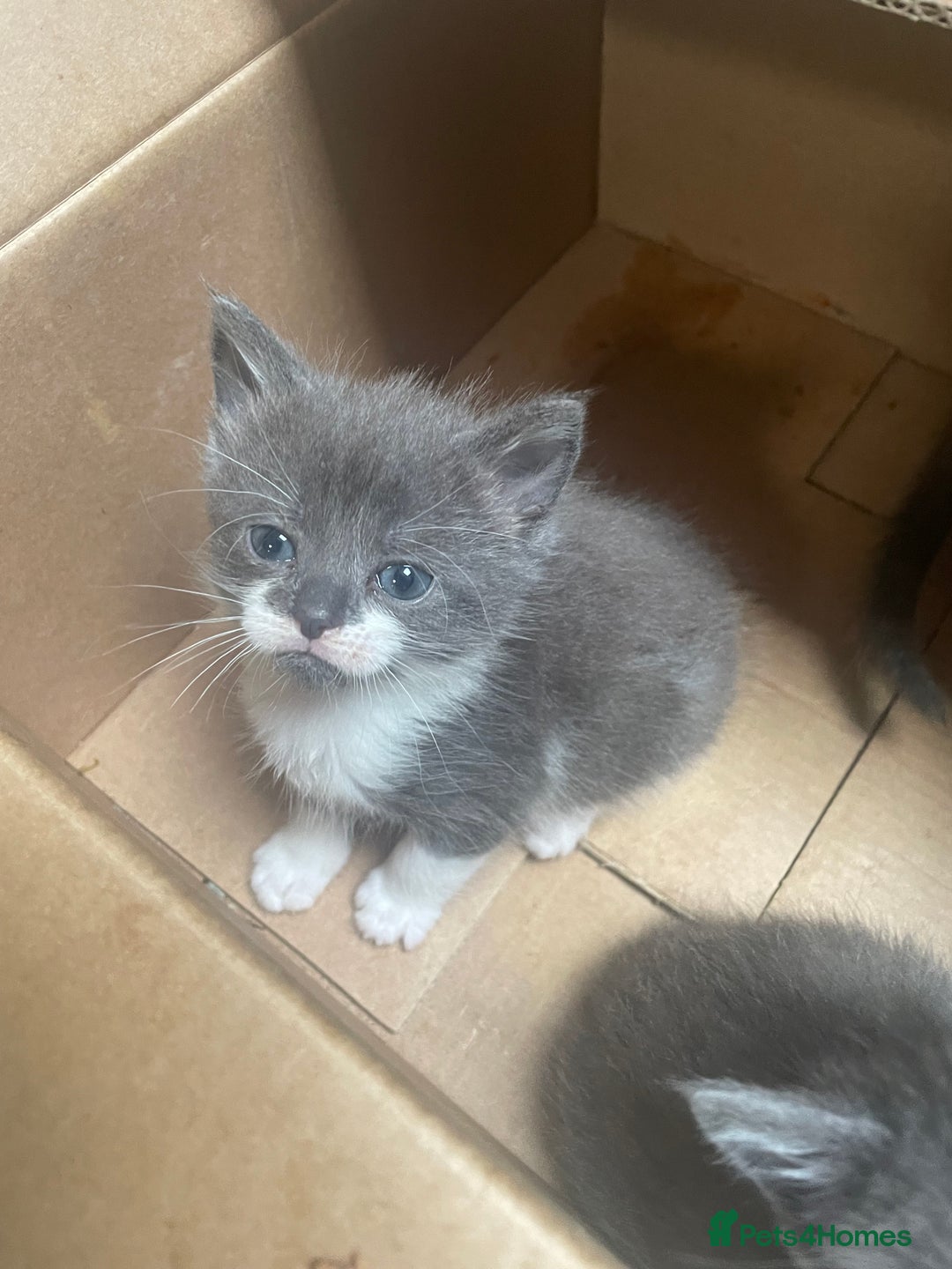 Mixed Breed cats for sale: Grey and white kittens - Image 12