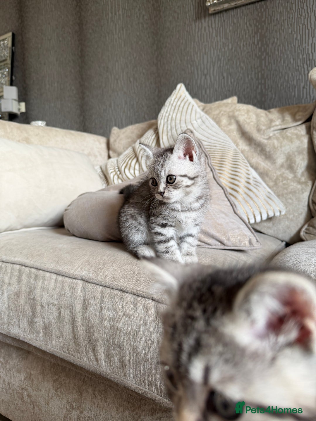 British Shorthair cats for sale: SILVER TABBY BRITISH SHORT HAIR - Advert 4
