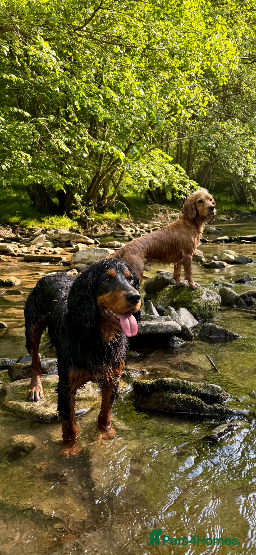 Cocker Spaniel dogs for stud: KC reg Working Cocker Stud - Advert 2