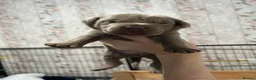 Mixed Breed dogs for sale: BEAUTIFUL SILVER STAFFADORS  - Advert 7