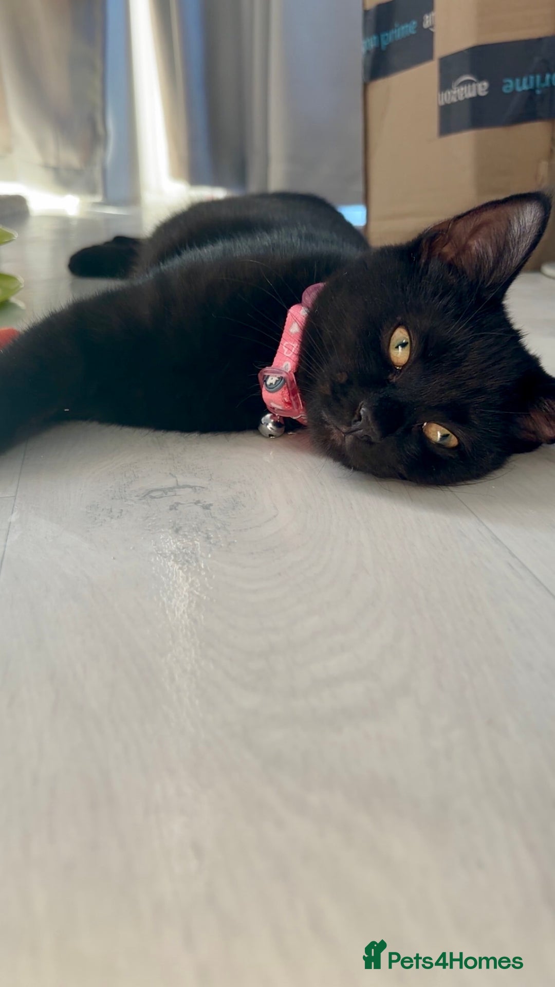 Domestic Shorthair cats for sale: Sheba  - Advert 1