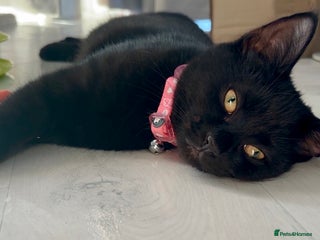 Domestic Shorthair cats Sheba - Advert 3