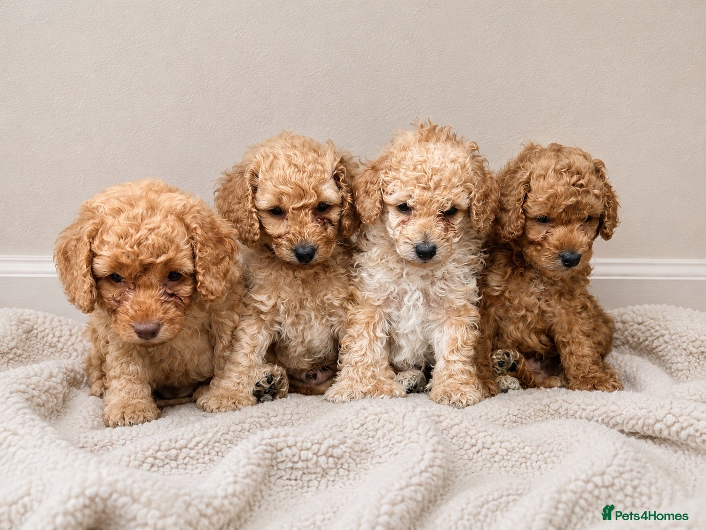 Cockapoo dogs Beautiful Red/Golden Cockapoo Puppies - Advert 1