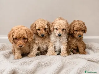 Cockapoo dogs Beautiful Red/Golden Cockapoo Puppies - Advert 16