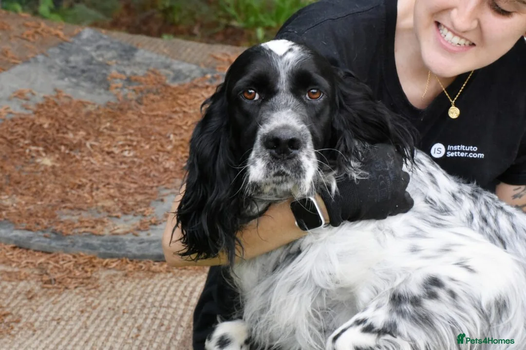 English Setter dogs for adoption: Hodor in Brampton - Advert 1
