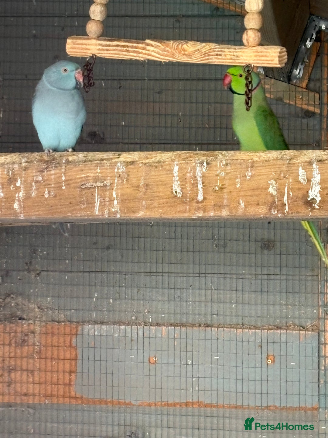 Ringnecks birds for sale: Baby ringneck for sale - Advert 3