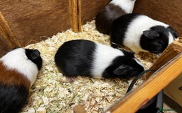 Guinea Pig rodents for sale: Bonded male/ boar guinea pigs  - Image 9