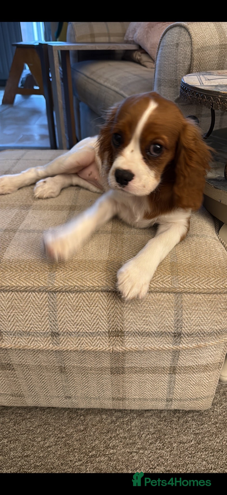Cavalier King Charles Spaniel dogs Adorable puppies - Advert 14