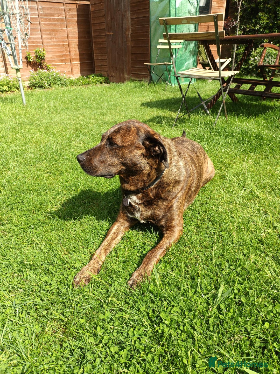 Mixed Breed dogs for sale: Family Dog for Rehoming - Advert 3